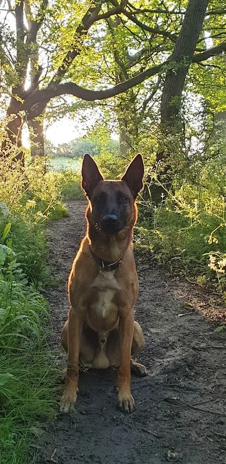 Hunter, A litter puppy