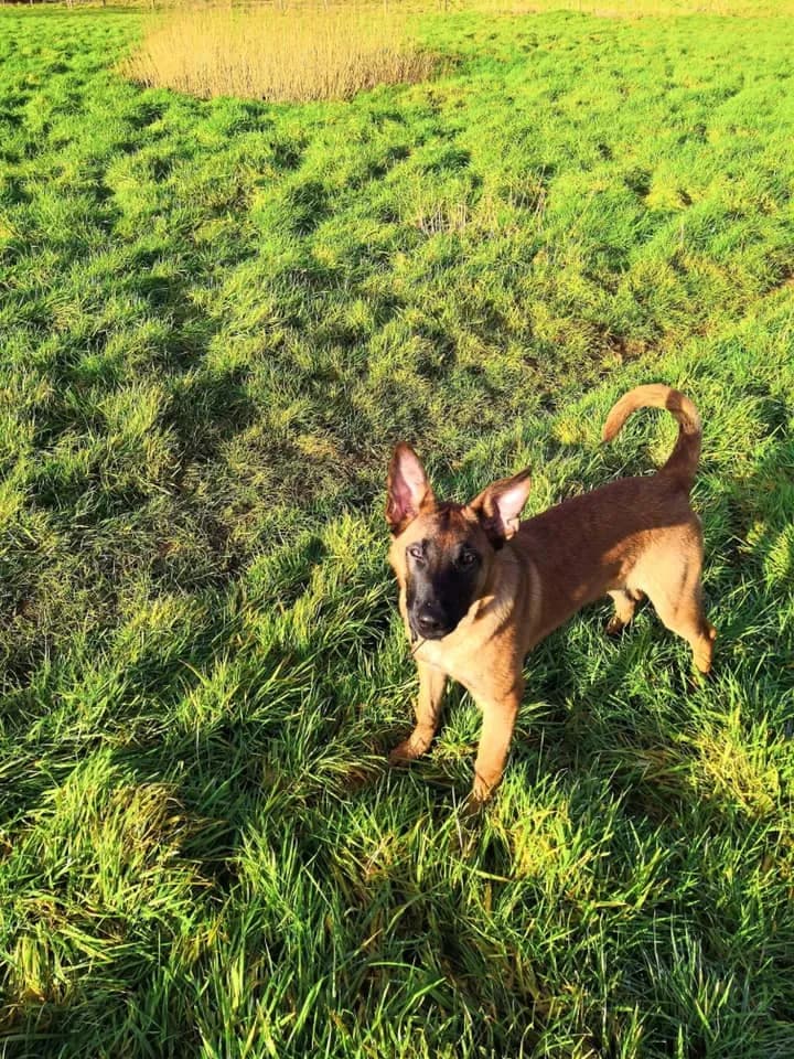 Hunter, A litter puppy, photo 4
