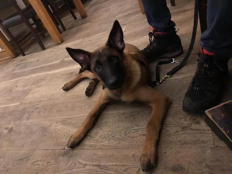 Ronnie, A litter puppy