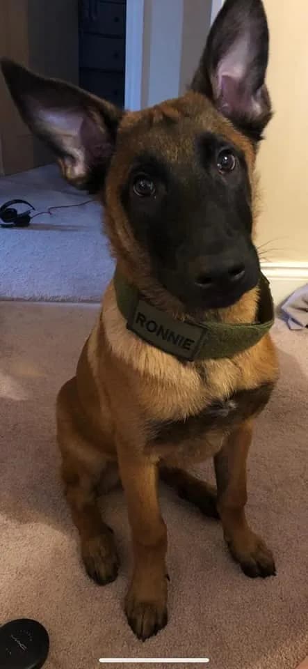 Ronnie, A litter puppy, photo 2