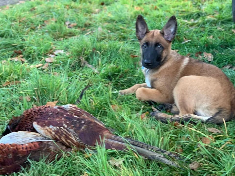 Sarbi, A litter puppy