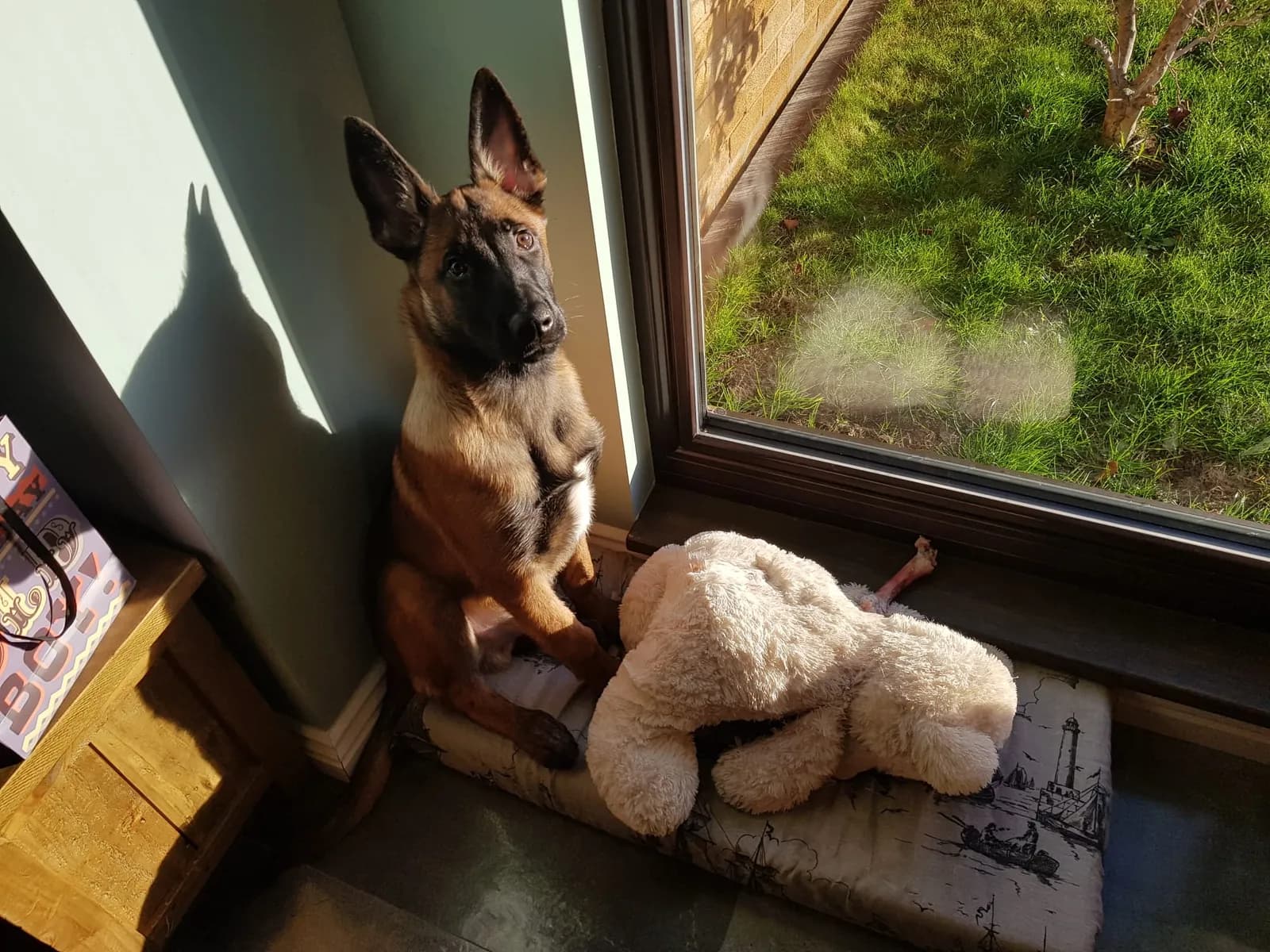 Uncas, A litter puppy