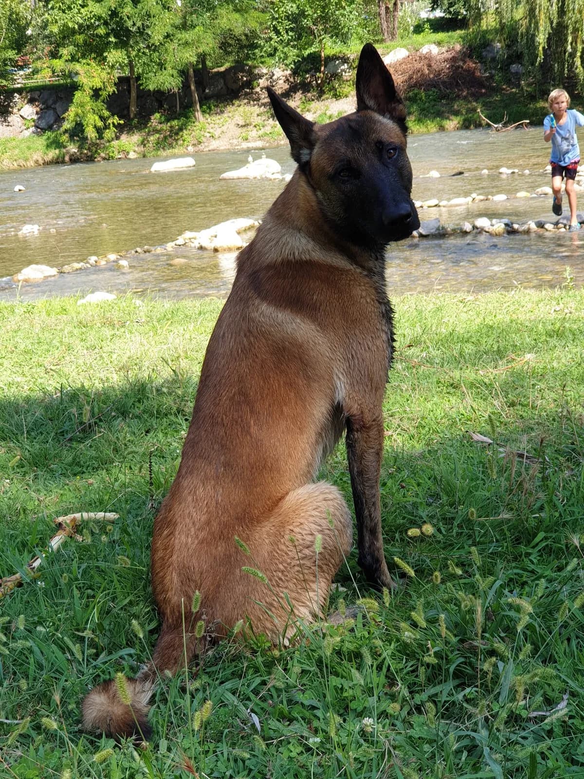 Uncas, A litter puppy, photo 2