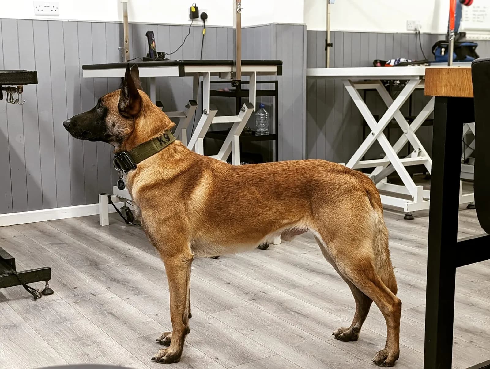 Enzo, A litter puppy