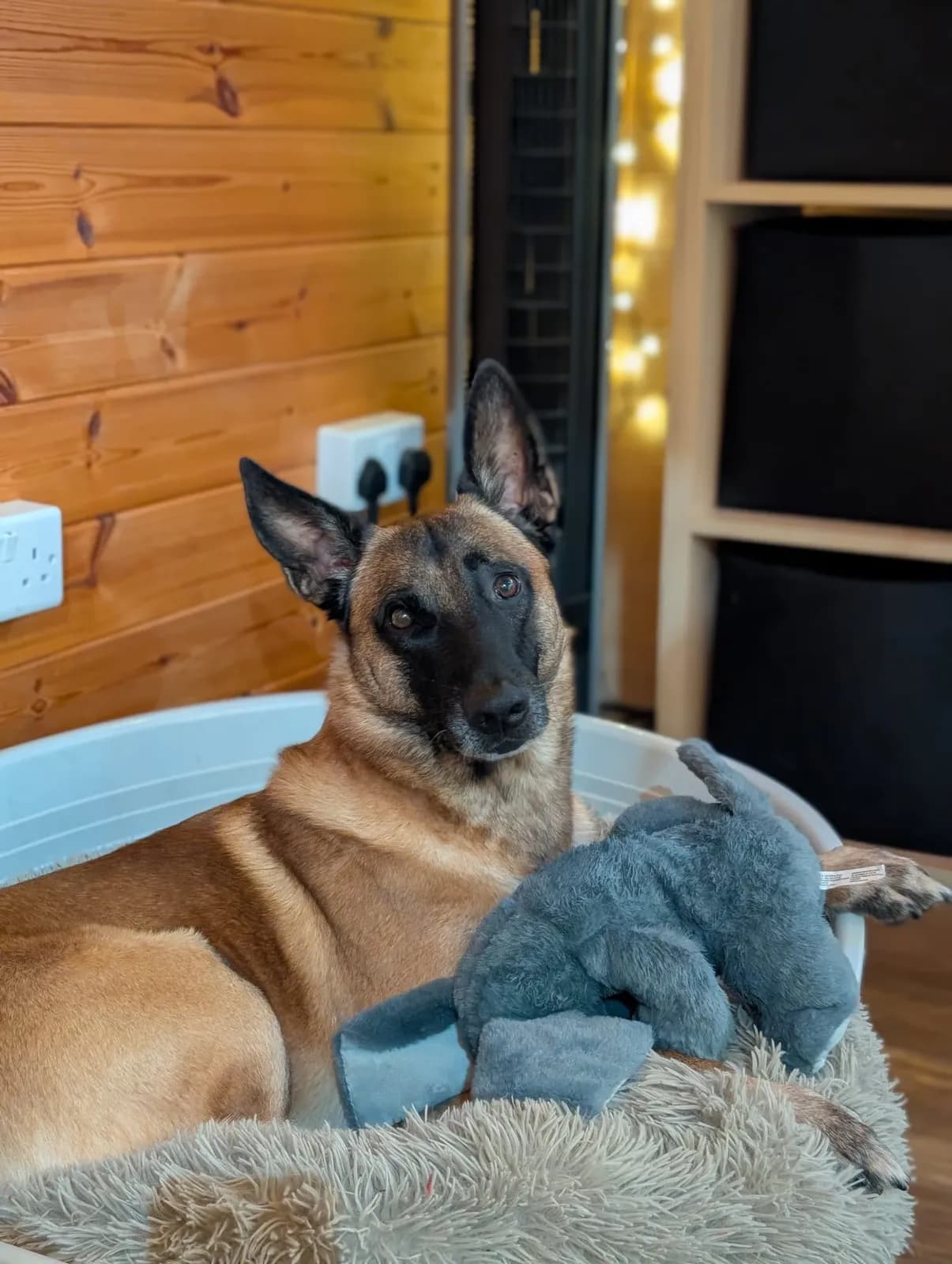 Enzo, A litter puppy, photo 3