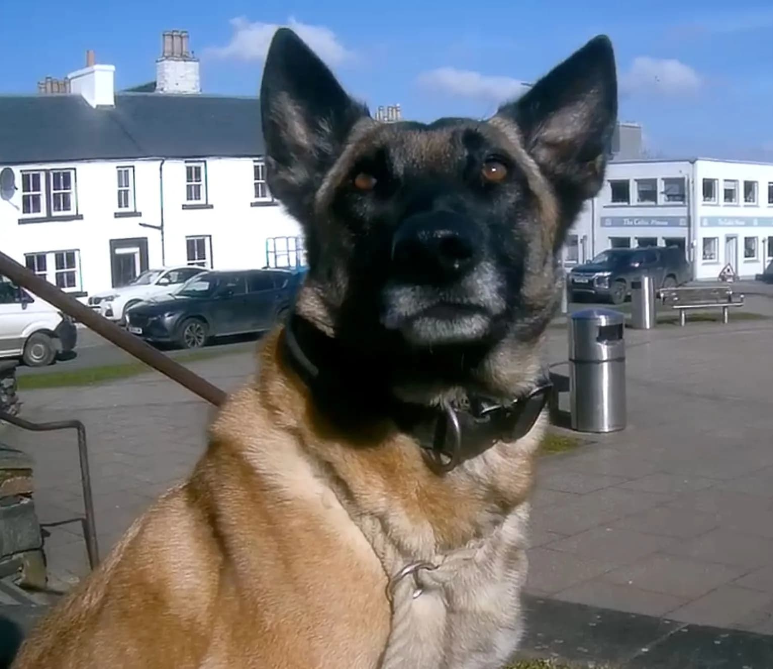 Akira, A litter puppy, photo 2