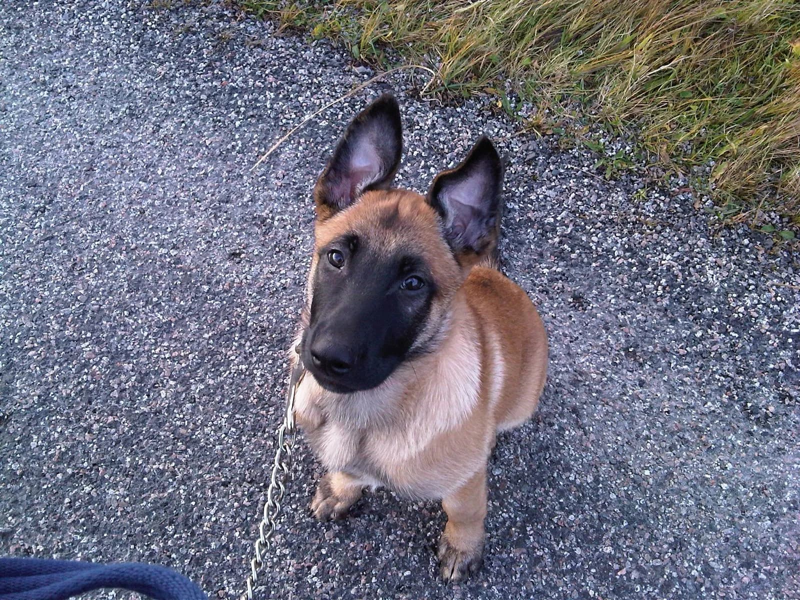 Akira, A litter puppy, photo 4