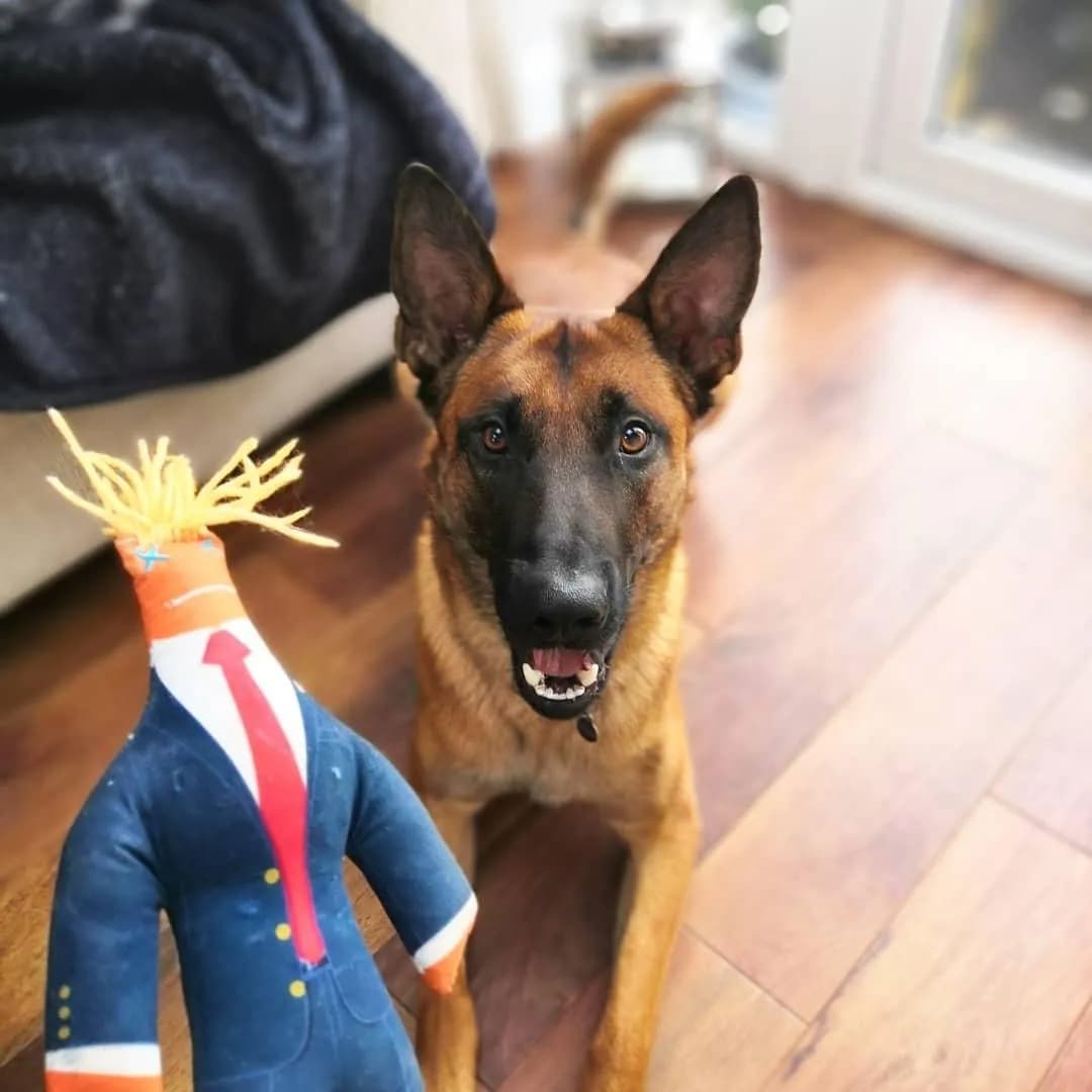 Max, A litter puppy