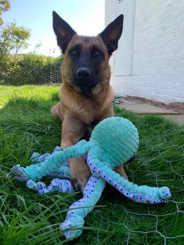 Max, A litter puppy, photo 2