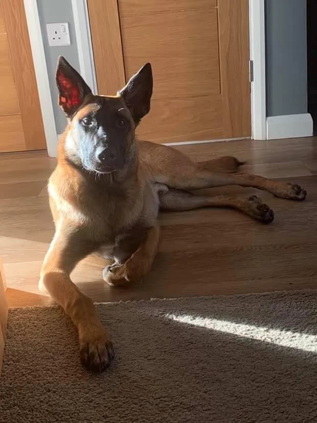 Max, A litter puppy, photo 6