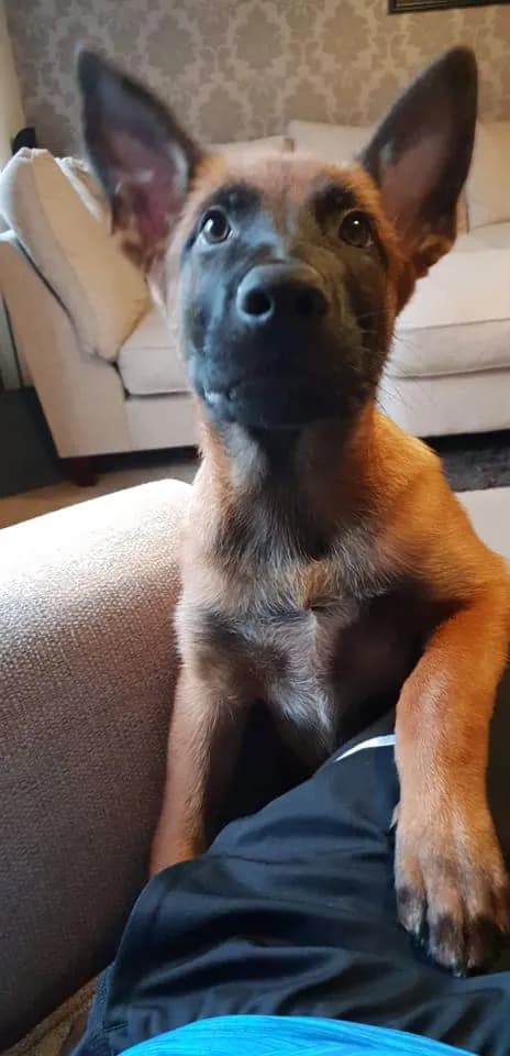 Lucas, A litter puppy