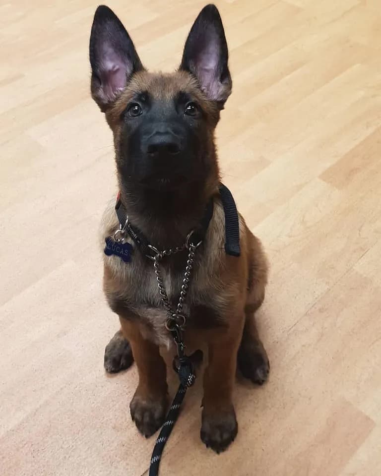 Lucas, A litter puppy, photo 2
