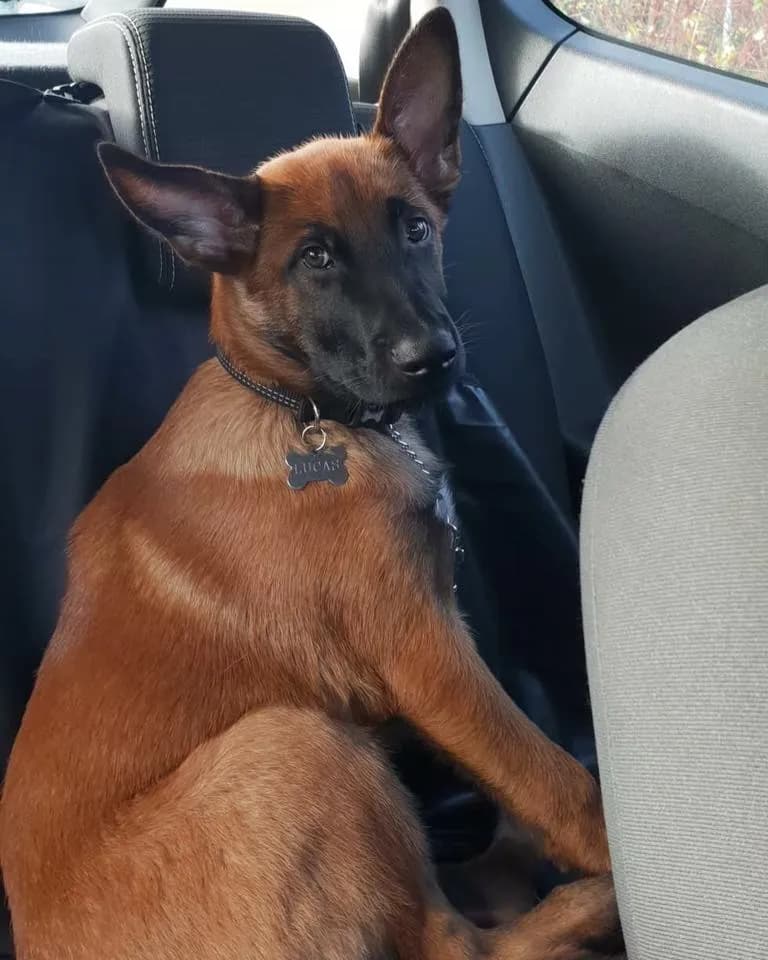 Lucas, A litter puppy, photo 3