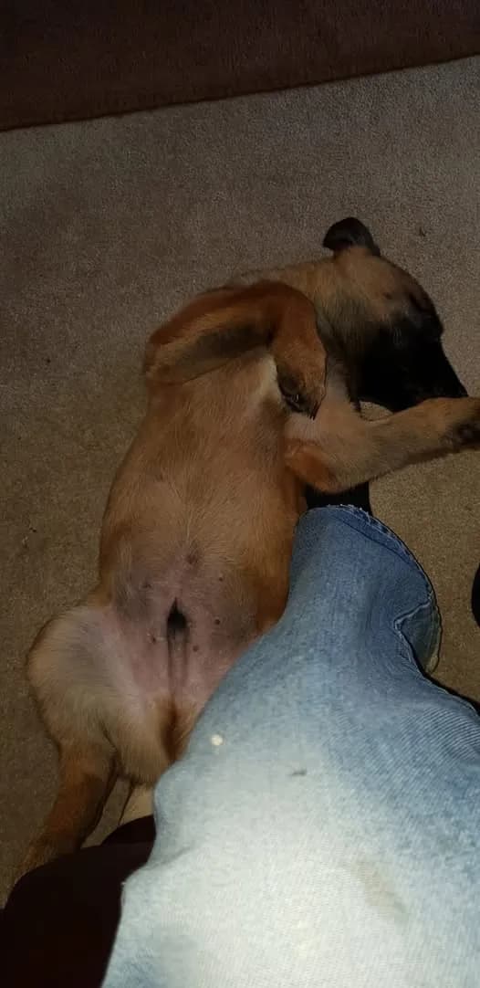 Enzo, A litter puppy, photo 2