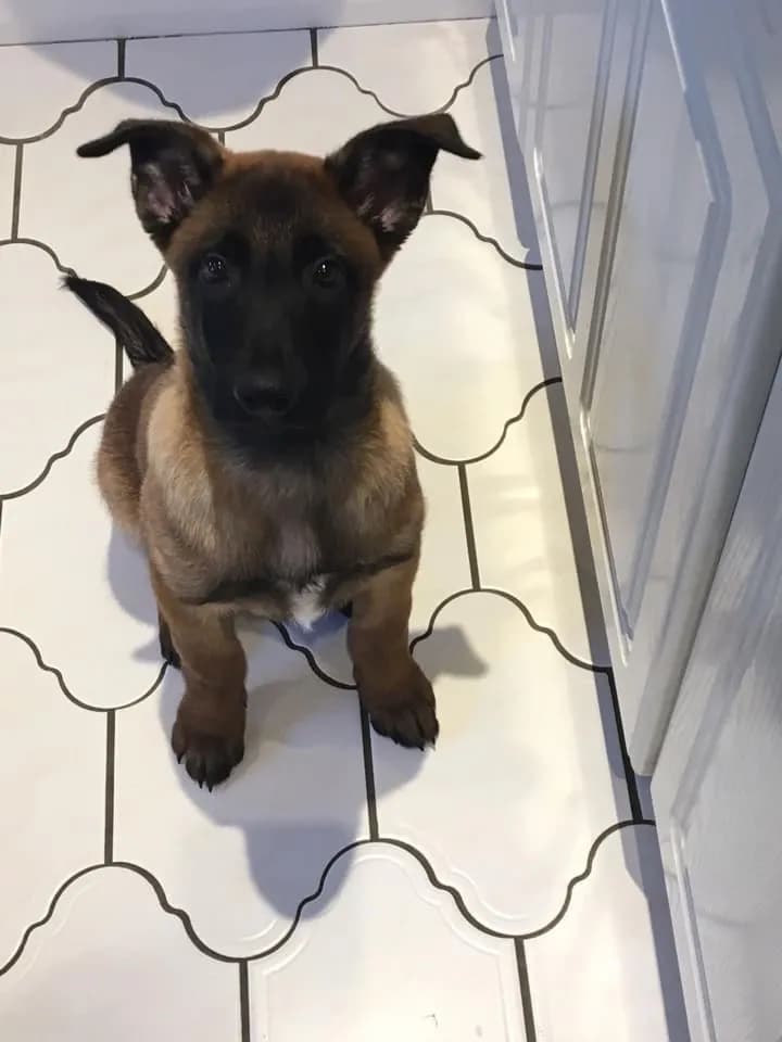 Enzo, A litter puppy, photo 5