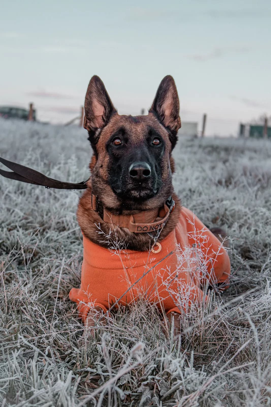 Jasper, B litter puppy, photo 6