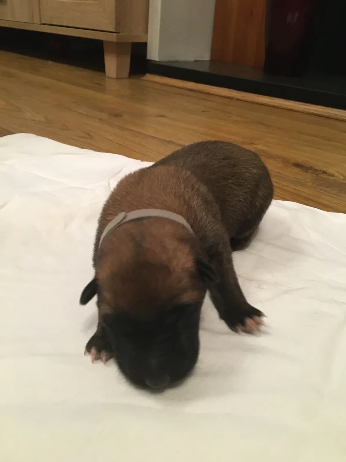 Hunter, B litter puppy, photo 6