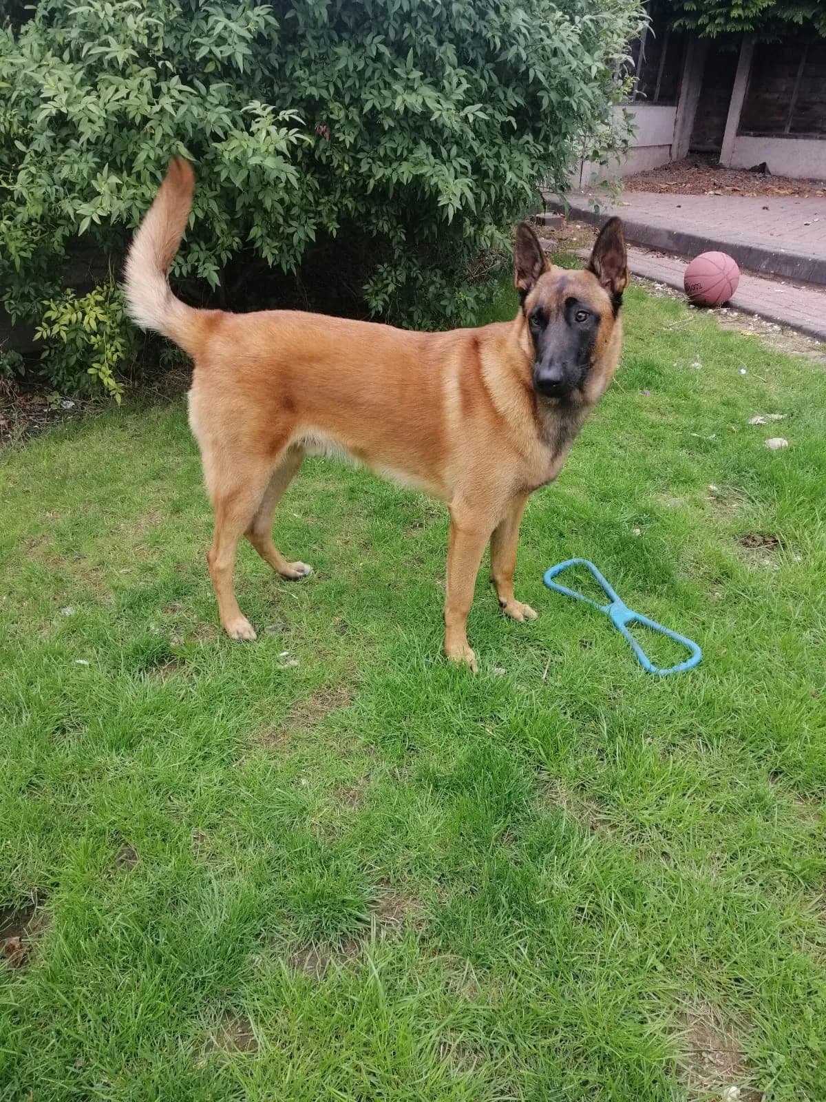 Tyson, B litter puppy