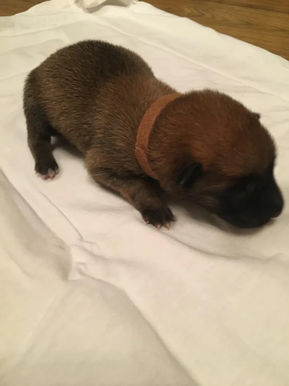 Tyson, B litter puppy