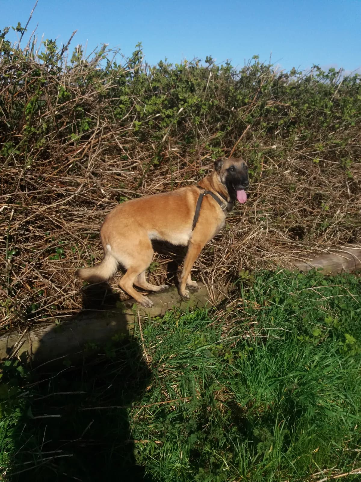 Beri, B litter puppy, photo 3