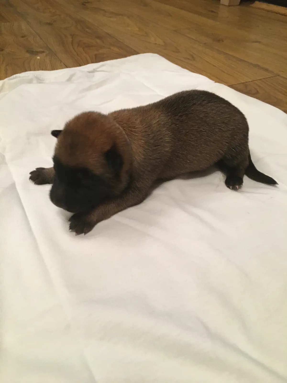 Beri, B litter puppy, photo 6