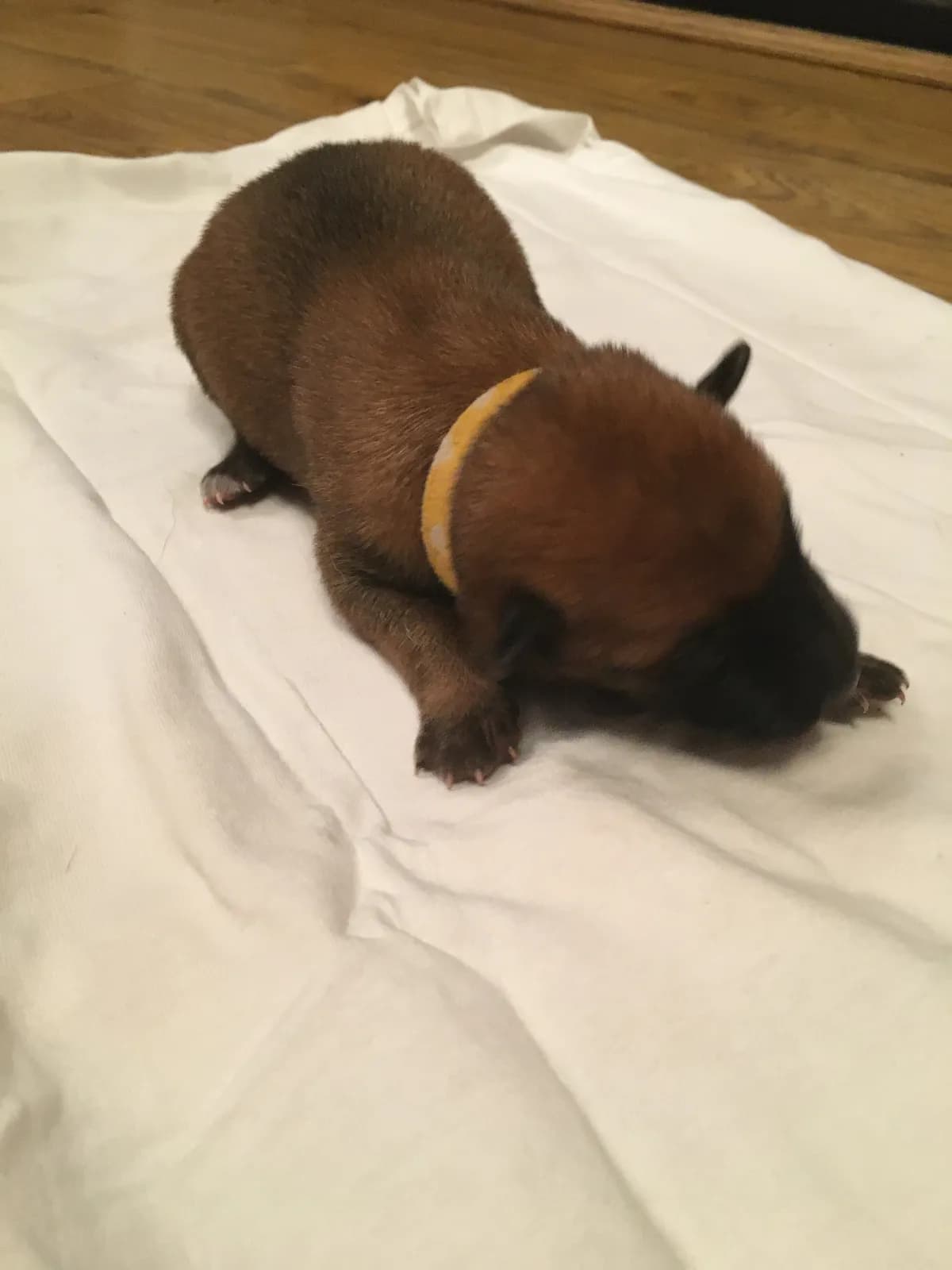 Bella, B litter puppy