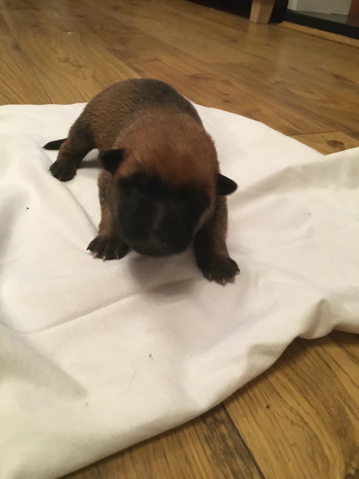 Red, B litter puppy, photo 6