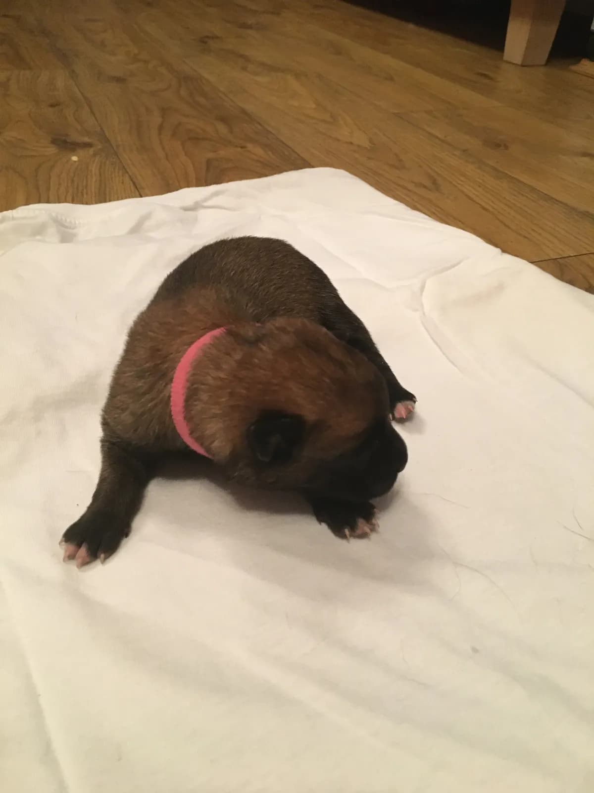 Meme, B litter puppy, photo 4