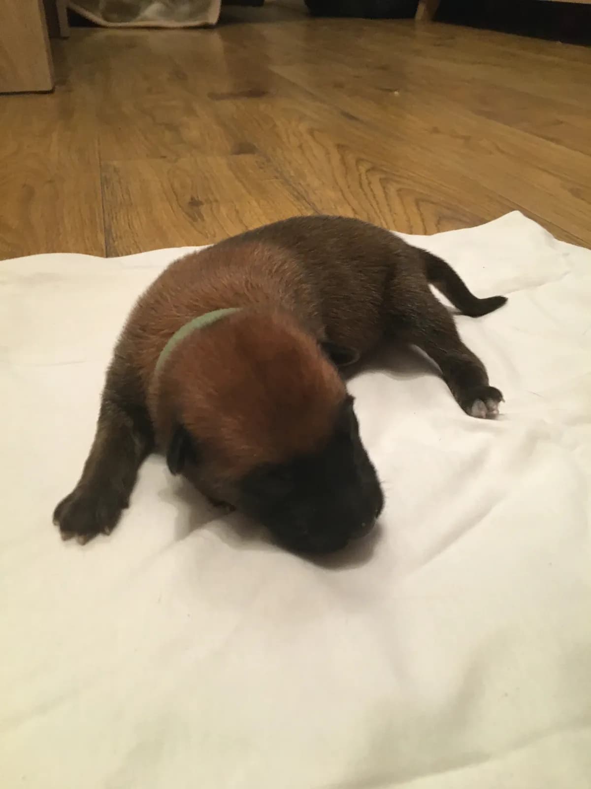 Jenna, B litter puppy