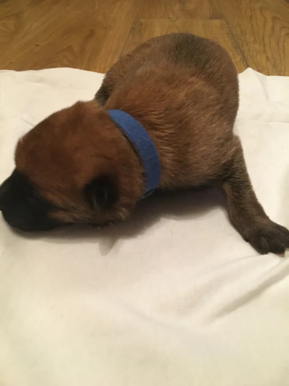 Mason, B litter puppy