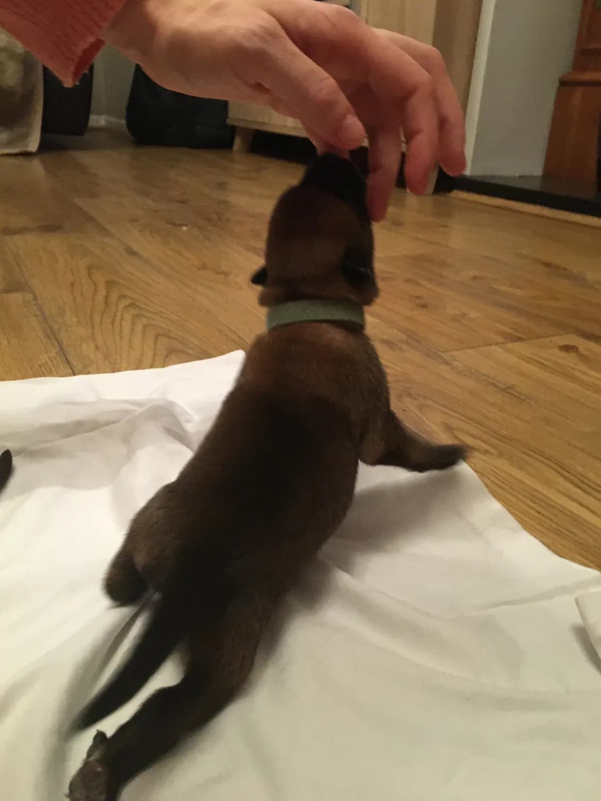 Mason, B litter puppy, photo 2