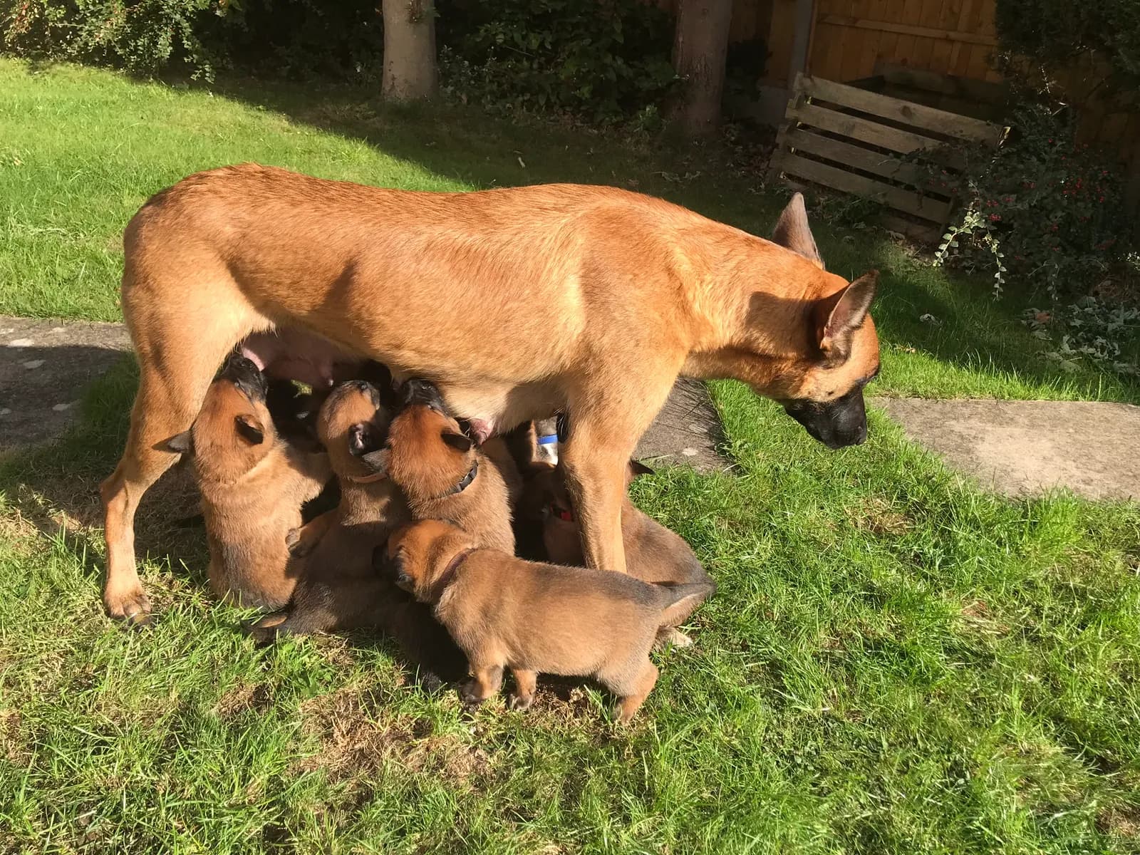 B litter, AnkerCanis, photo 2