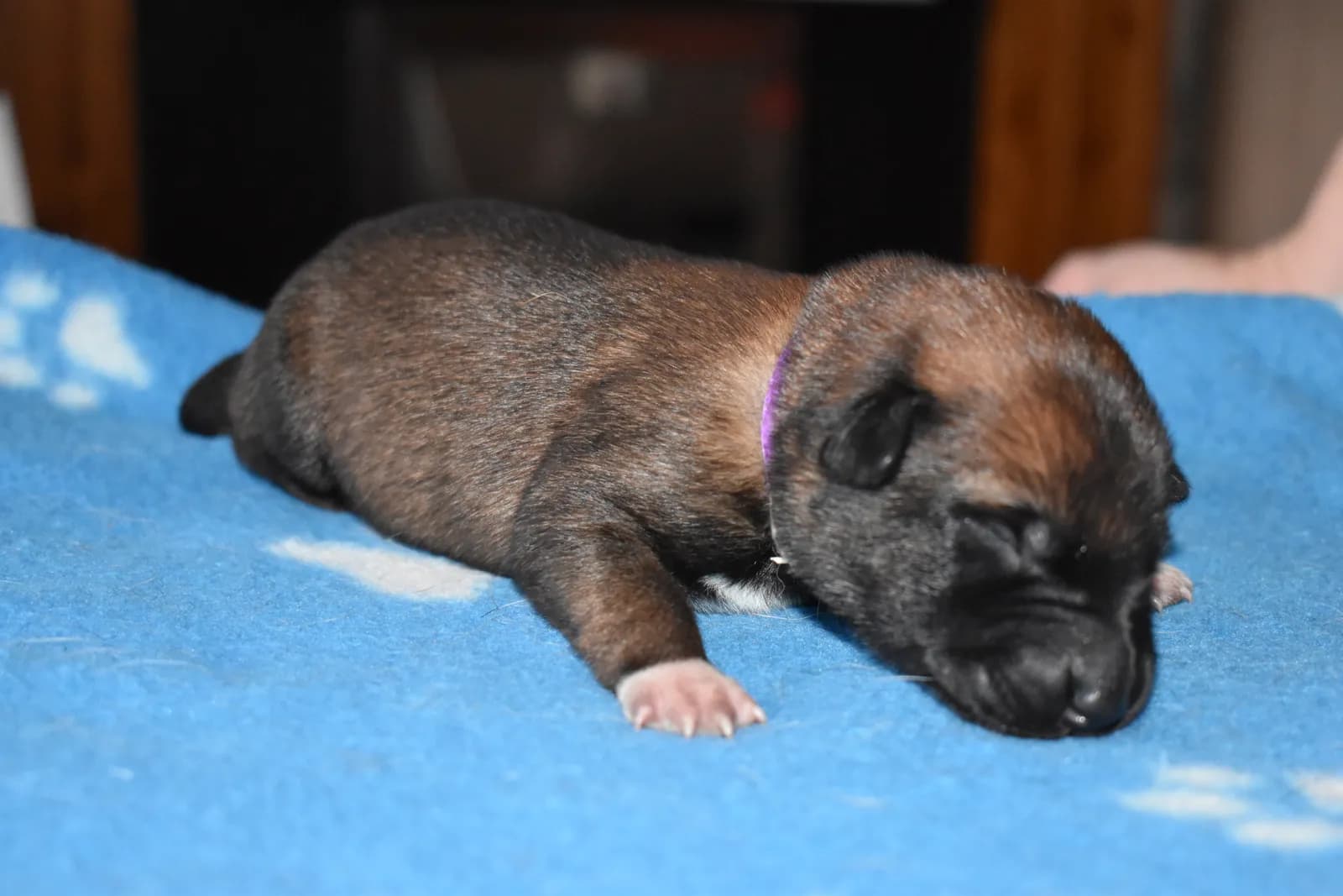 Tygo, C litter puppy, photo 2