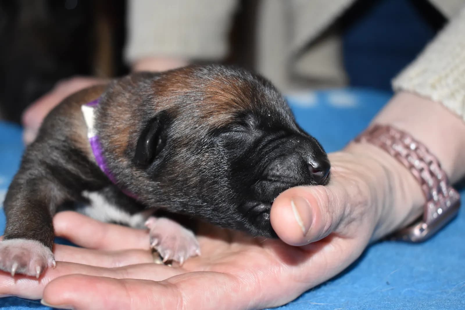Tygo, C litter puppy, photo 3