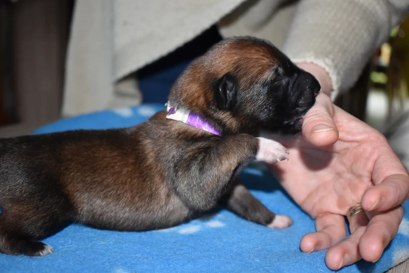 Tygo, C litter puppy, photo 5