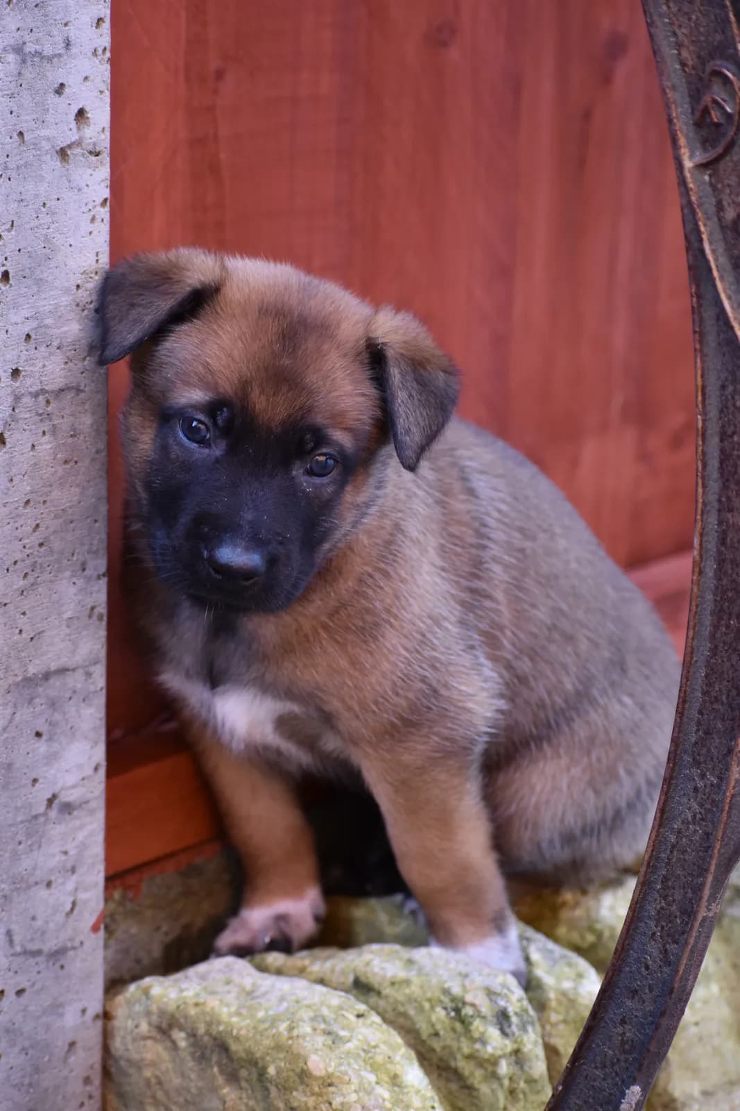 Tygo, C litter puppy, photo 6
