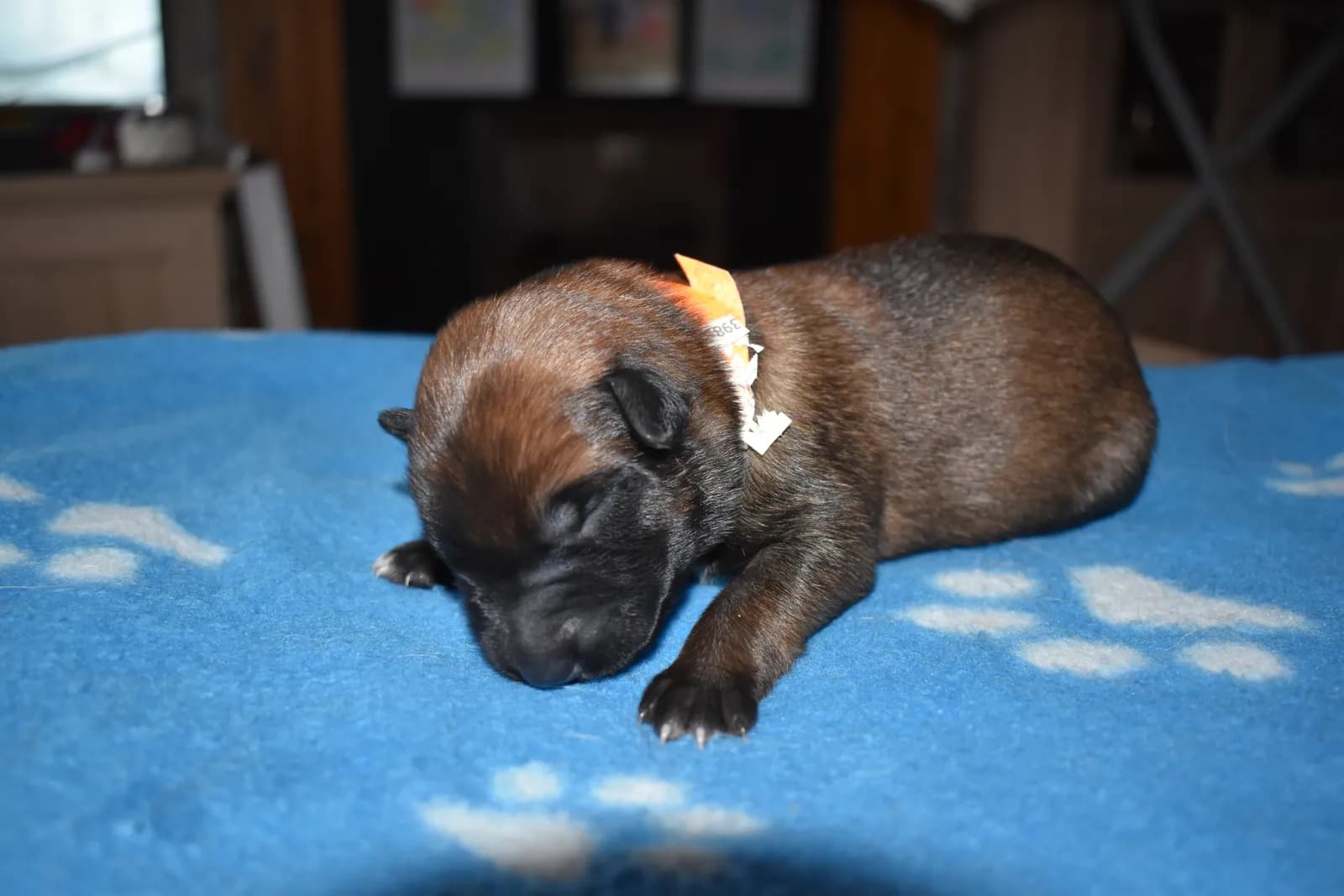 Sika, C litter puppy