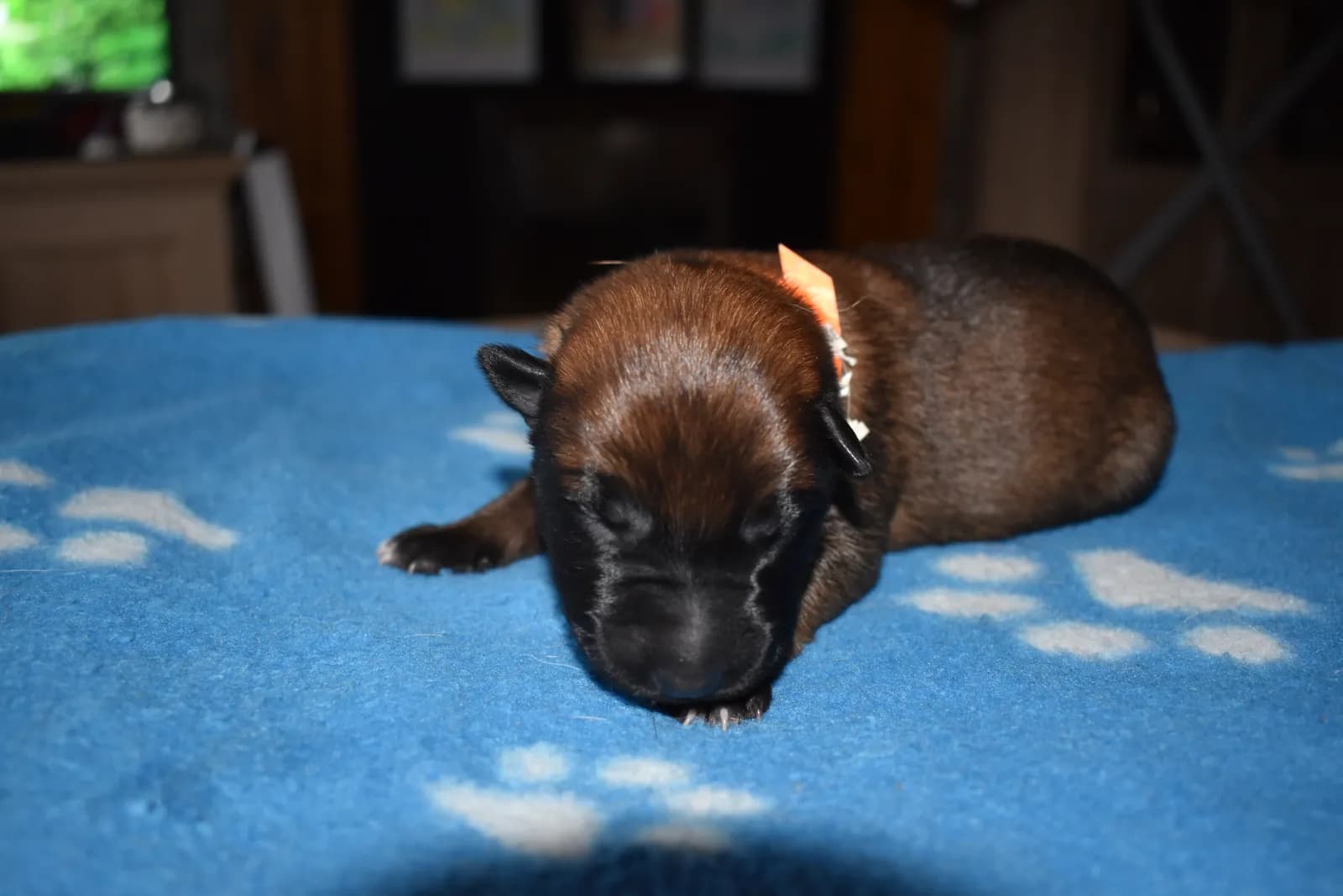 Sika, C litter puppy, photo 2