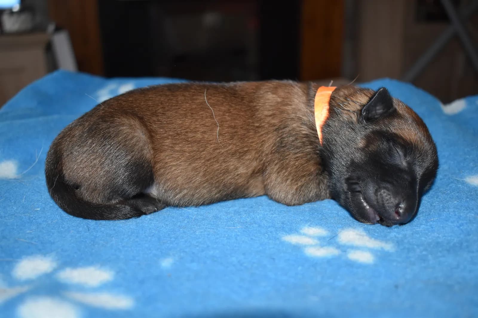 Sika, C litter puppy, photo 3