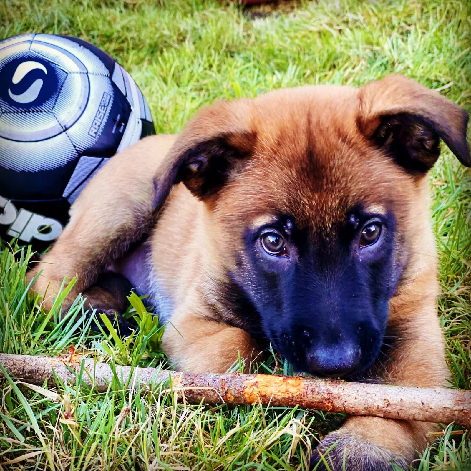 Maze, C litter puppy, photo 2