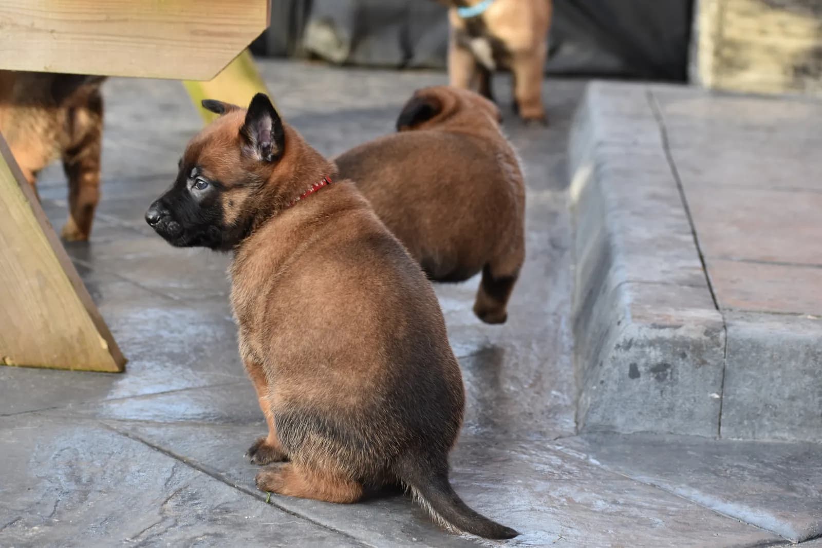 Roy, C litter puppy