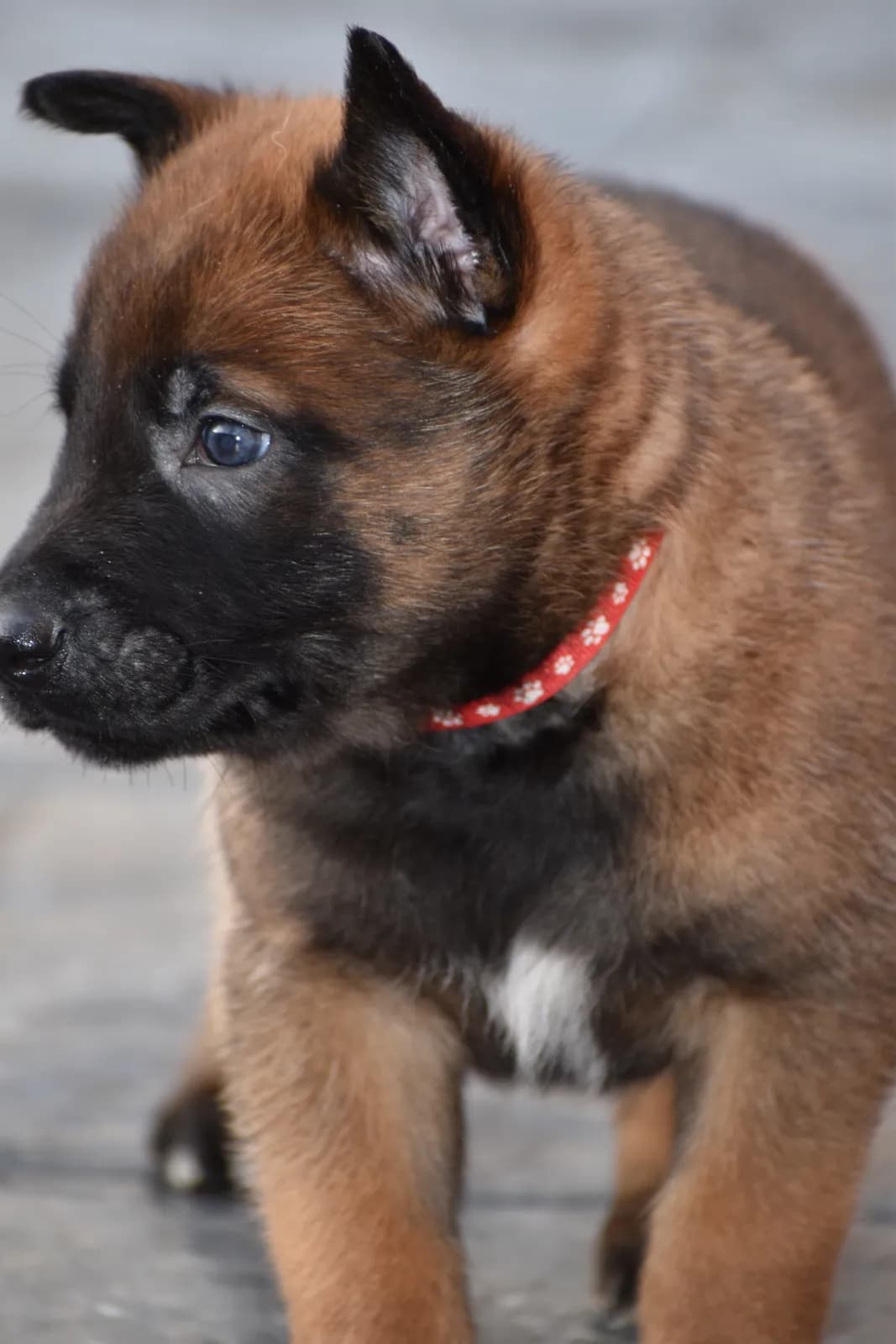 Roy, C litter puppy, photo 2