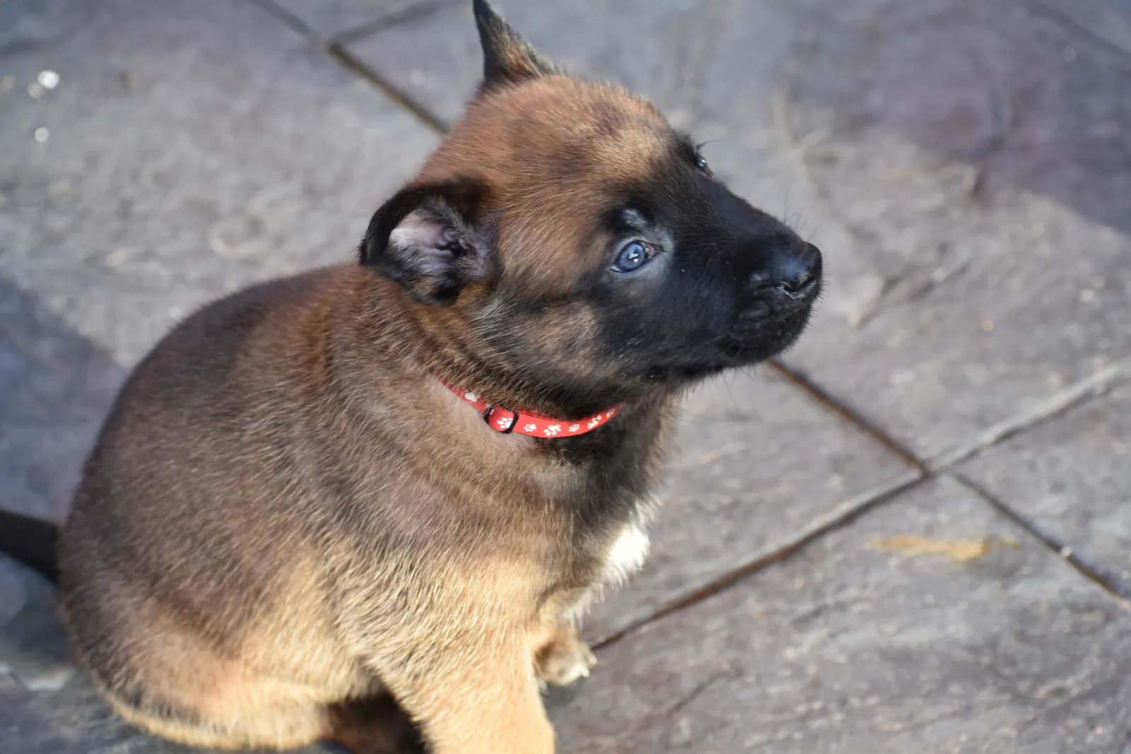 Roy, C litter puppy, photo 5