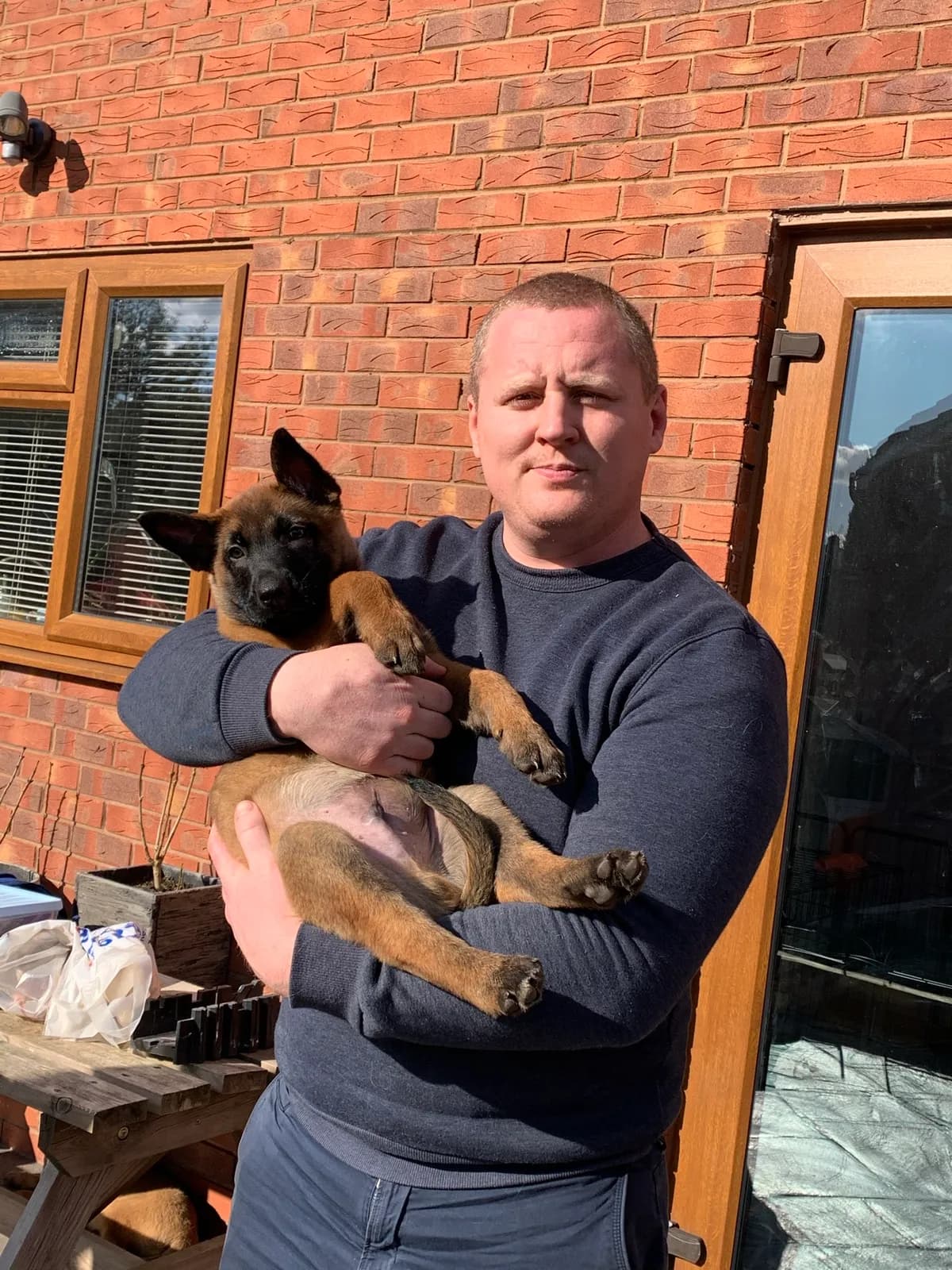 Roy, C litter puppy, photo 6