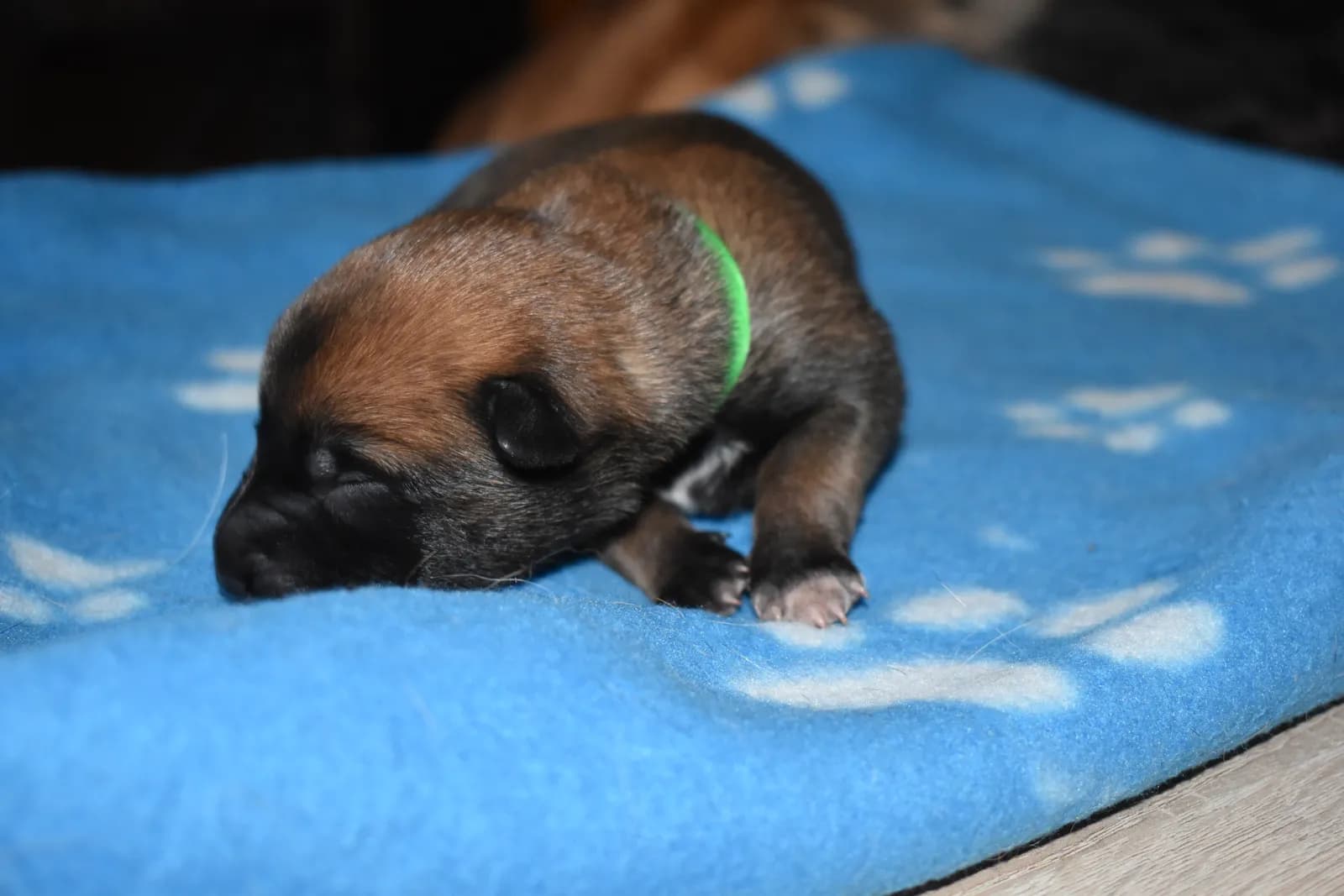 Lottie, C litter puppy, photo 4
