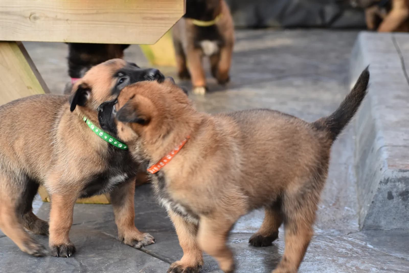 Lottie, C litter puppy, photo 6