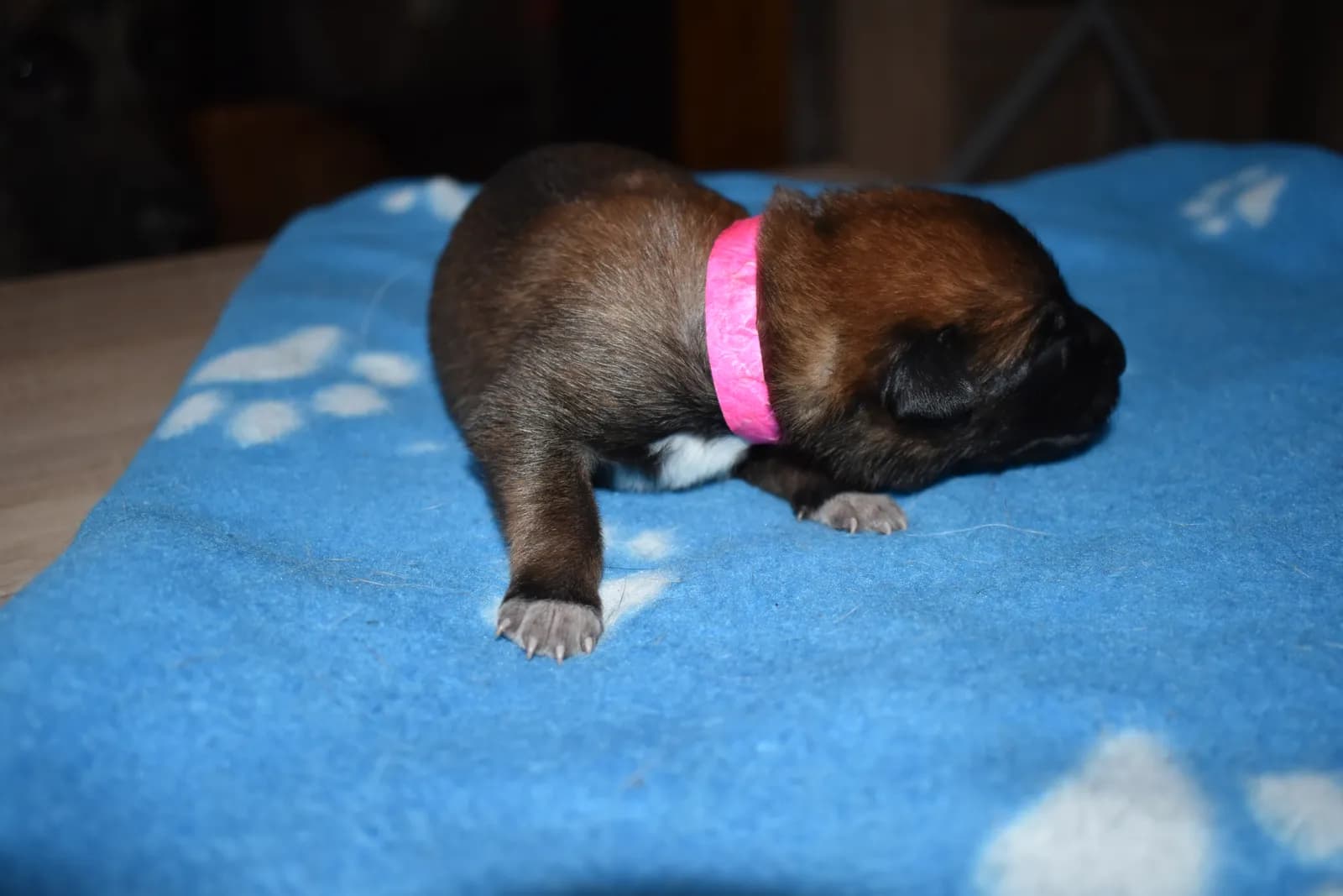 Arya, C litter puppy, photo 2