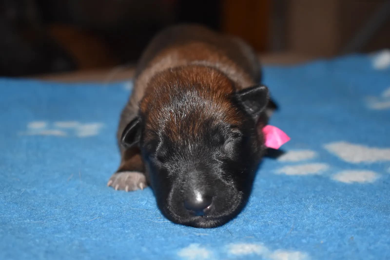 Arya, C litter puppy, photo 3