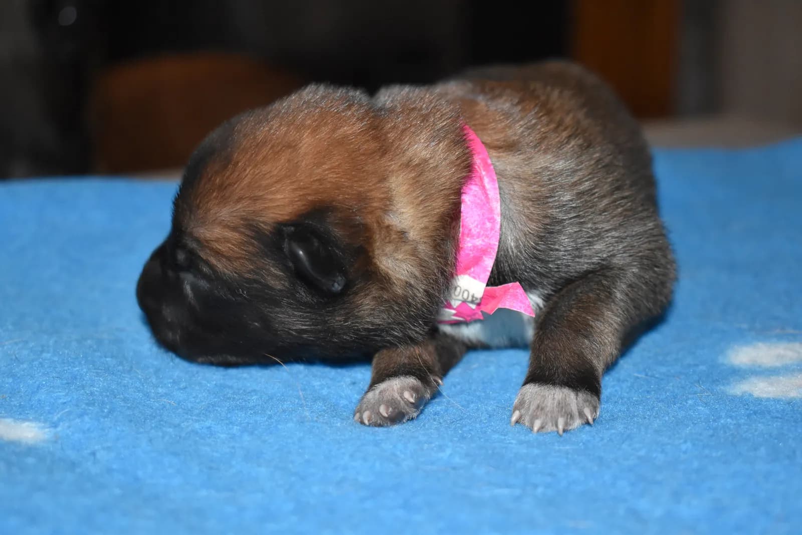 Arya, C litter puppy, photo 4