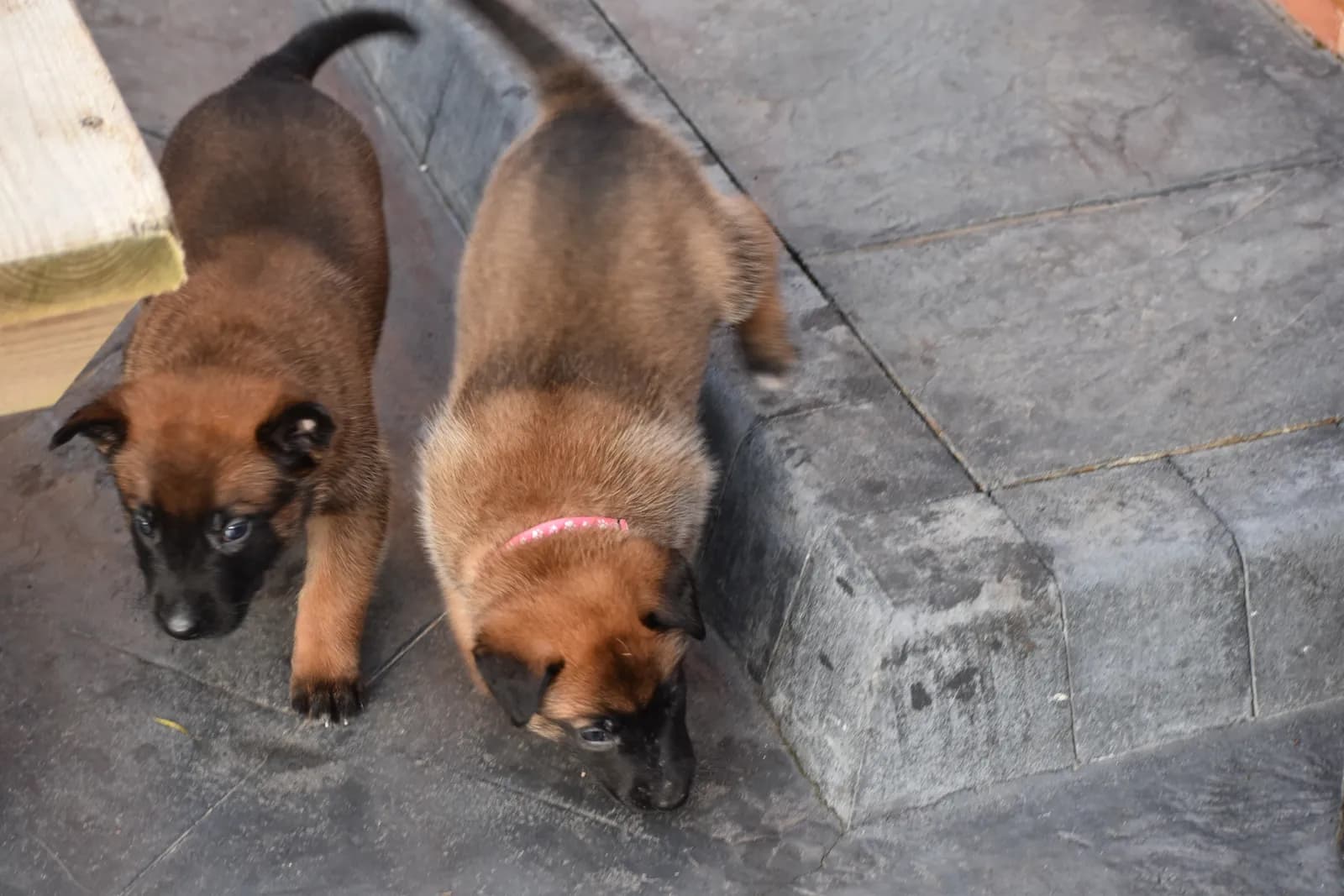 Arya, C litter puppy, photo 5